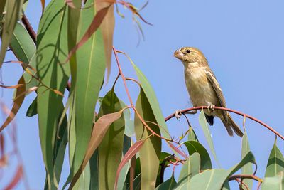 Parrot-billed Seedeater - Papegaaidikbekje - Sporophile perroquet (f).