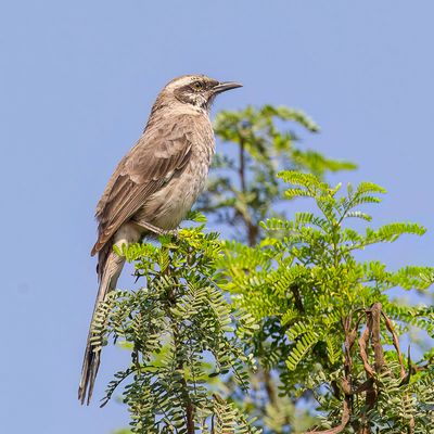 Long-tailed Mockingbird - Langstaartspotlijster - Moqueur  longue queue