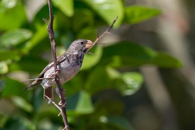 Parrot-billed Seedeater - Papegaaidikbekje - Sporophile perroquet (m).