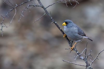 Cinereous Finch - Dikbekgors - Pizorhin cendr