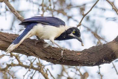 White-tailed Jay - Witstaartgaai - Geai  moustaches