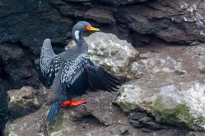 Red-legged Cormorant - Roodpootaalscholver - Cormoran de Gaimard