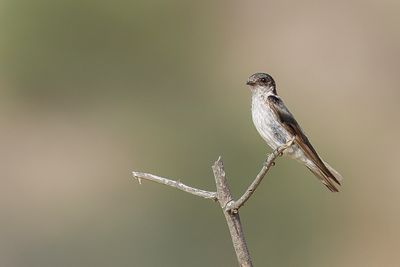 Tumbes Swallow - Stolzmannzwaluw - Hirondelle de Stolzmann