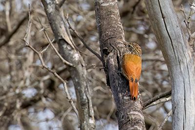 Streak-headed Woodcreeper - Streepkopmuisspecht - Grimpar de Souleyet