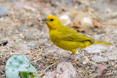 Saffron Finch - Gewone Saffraangors - Sicale bouton-d'or