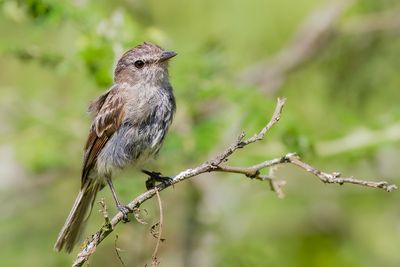 Tumbesian Tyrannulet - Tumbesvliegenpikker - Tyranneau de Tumbes