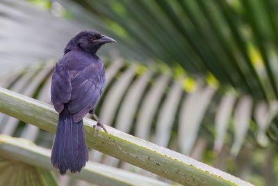 Scrub Blackbird - Struiktroepiaal - Quiscale buissonnier