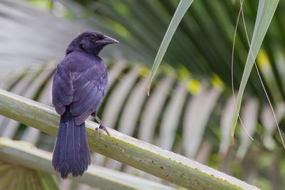 Scrub Blackbird - Struiktroepiaal - Quiscale buissonnier