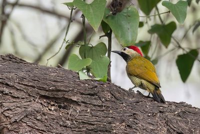 Golden-olive Woodpecker - Olijfrugspecht - Pic or-olive