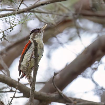 Scarlet-backed Woodpecker - Roodrugspecht - Pic rubin