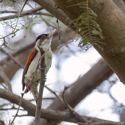 Scarlet-backed Woodpecker - Roodrugspecht - Pic rubin