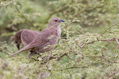 Shiny Cowbird - Glanskoevogel - Vacher luisant (f)