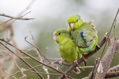 Pacific Parrotlet - Blauwe Muspapegaai - Toui céleste