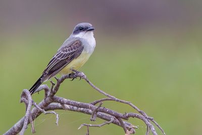 Snowy-throated Kingbird - Sneeuwkeelkoningstiran - Tyran chimu