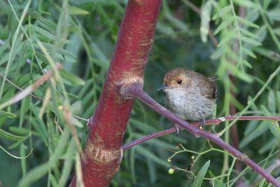 Fulvous-faced Scrub Tyrant - Okerkopdwergtiran - Tyranneau  front fauve