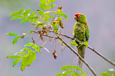 Red-masked Parakeet - Ecuador-aratinga - Conure à tête rouge