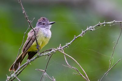Sooty-crowned Flycatcher - Roetkruintiran - Tyran  front gris