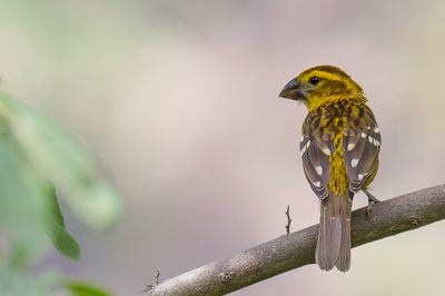 Golden Grosbeak - Geelbuikkardinaal - Cardinal  tte jaune (f)