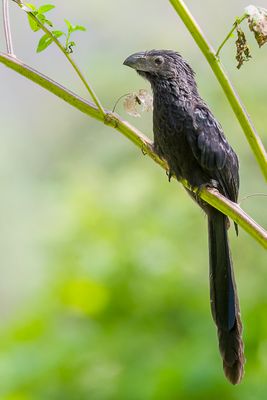 Groove-billed Ani - Groefsnavelani - Ani  bec cannel