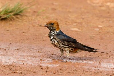 Lesser Striped Swallow - Savannezwaluw - Hirondelle strie