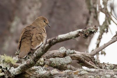 Picui Ground Dove - Picuiduif - Colombe picui