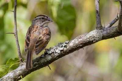 Tumbes Sparrow - Stolzmanns Gors - Bruant de Tumbes