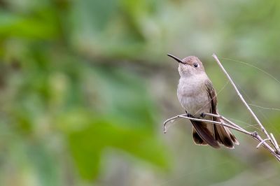 Tumbes Hummingbird - Tumbes Kolibrie - Colibri de Tumbes