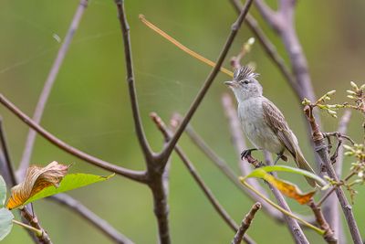Grey-and-white Tyrannulet - Grijswitte Elenia - Élénie gris et blanc