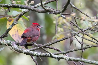 Red Pileated Finch - Rode Kroongors - Araguira rougetre