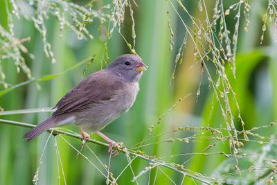 Dull-colored Grassquit - Bruine Grondvink - Sporophile obscur