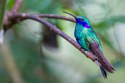 Sparkling Violetear - Goulds Violetoorkolibrie - Colibri anaïs