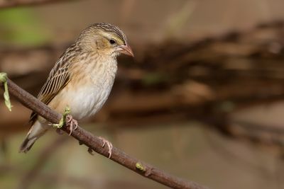 Northern Red Bishop - Oranje Wever - Euplecte franciscain
