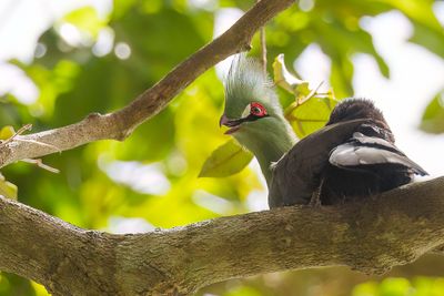 Guinea Turaco - Groene Toerako - Touraco vert