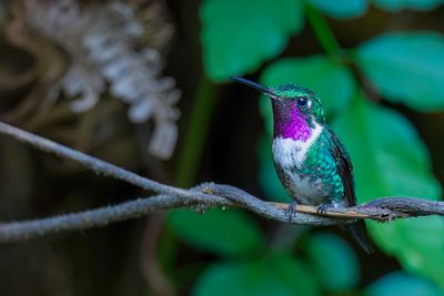 White-bellied Woodstar - Witbuikboself - Colibri de Mulsant (m)