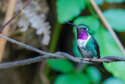 White-bellied Woodstar - Witbuikboself - Colibri de Mulsant (m)