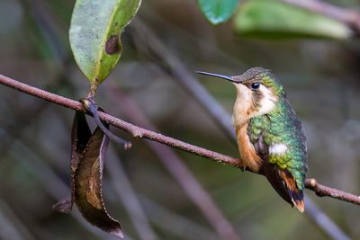 Little Woodstar - Kleine Boself - Colibri bourdon (f)