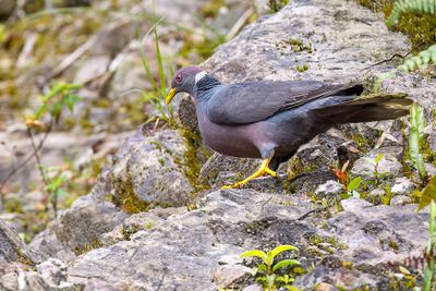 Band-tailed Pigeon - Bandstaartduif - Pigeon  queue barre