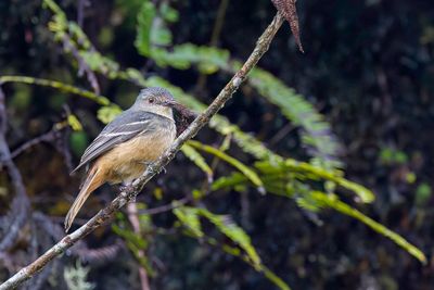 Rufous-tailed Tyrant - Roodstaartmoortiran - Ada  queue rousse