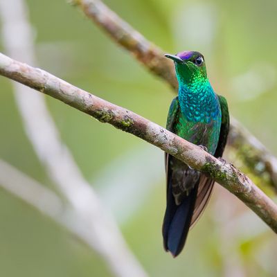 Violet-fronted Brilliant - Violetborstbriljantkolibrie - Brillant à front violet