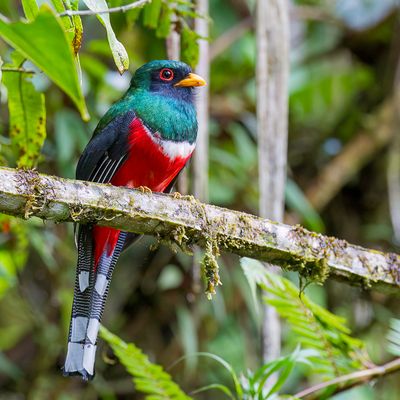 Masked Trogon - Maskertrogon - Trogon masqué