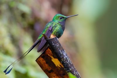 Peruvian Racket-tail - Peruaans Vlagstaartpluimbroekje - Haut-de-chausses du Prou (m)