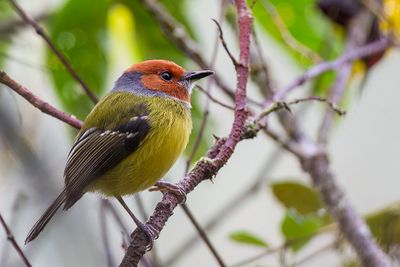 Lulu's Tody-Flycatcher - Luludwergtiran - Todirostre de Lulu