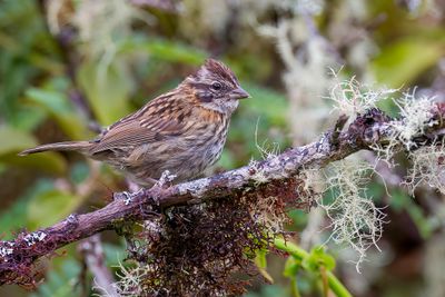 Rufous-collared Sparrow - Roodkraaggors - Bruant chingolo