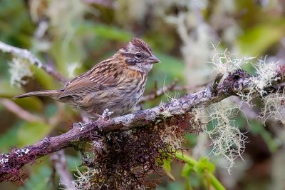 Rufous-collared Sparrow - Roodkraaggors - Bruant chingolo