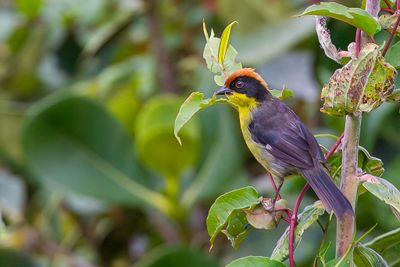 Yellow-breasted Brushfinch - Geelborststruikgors - Tohi à miroir
