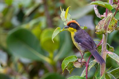 Yellow-breasted Brushfinch - Geelborststruikgors - Tohi  miroir