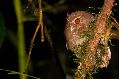 Long-whiskered Owlet - Snorrebaarduil - Chevchette nimbe