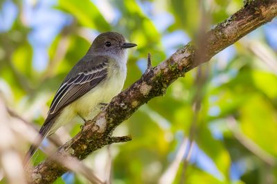 Pale-edged Flycatcher - Taczanowski's Tiran - Tyran givr