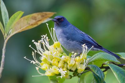 Bluish Flowerpiercer - Grijsblauwe Berghoningkruiper - Percefleur bleuté