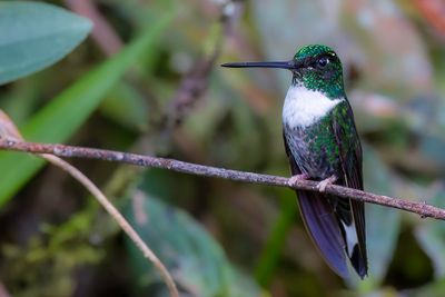 Collared Inca - Gekraagde Incakolibrie - Inca à collier (f)